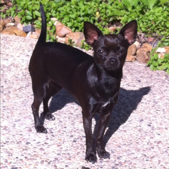 Nicole 🎉💕 POSH AMBASSADOR 💕🎉 - Picture 7 of 8